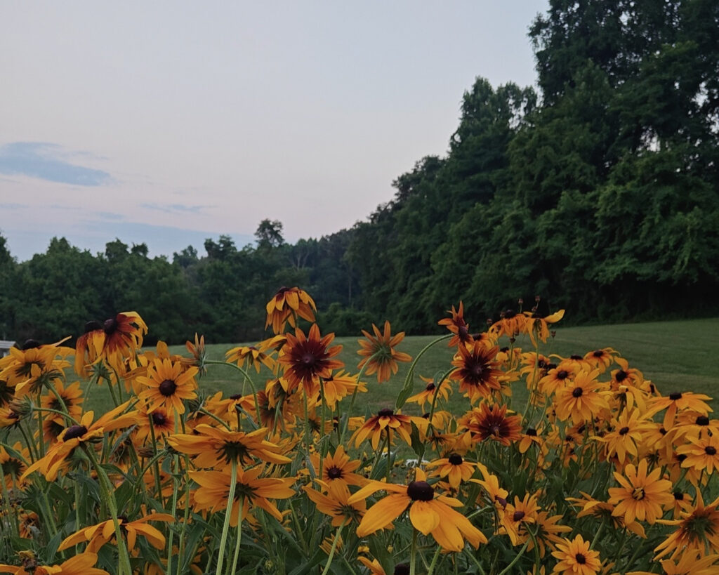 A tranquil field of yellow flowers under the evening sky, radiating warmth and beauty as the day comes to a close