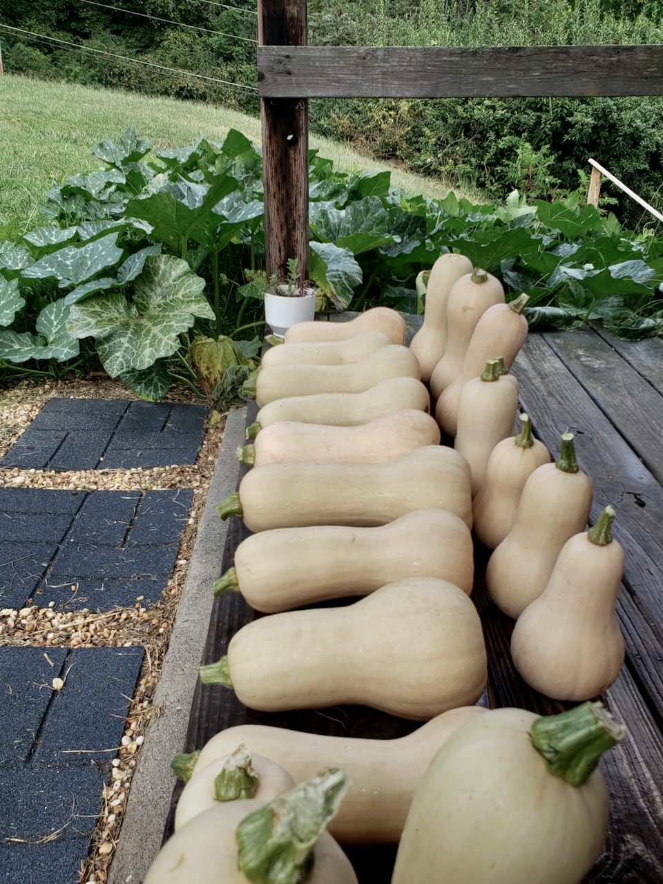 A rustic wooden porch holds a beautiful row of freshly picked squash, highlighting the joy of a fruitful harvest season.