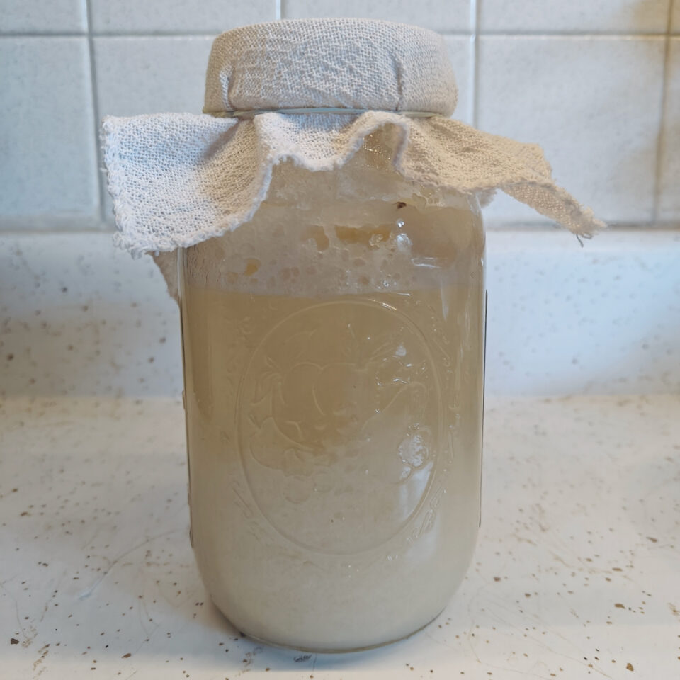 Gluten Free Sourdough Starter